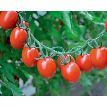 Tutti Frutti / Туті Фруті