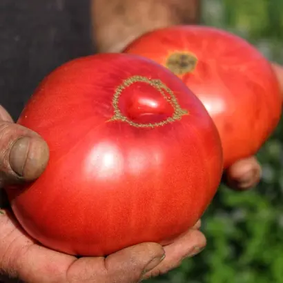 Український