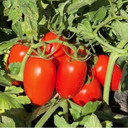 Filiksa / Філікса