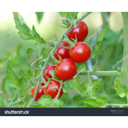 Philovita / Філовіта