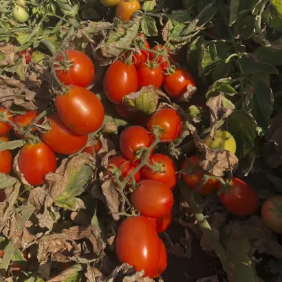 Heinz5108 / Хайнц5108