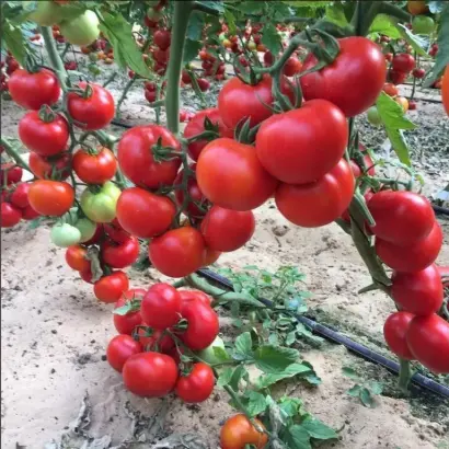 Hallar F1 / Халлар F1