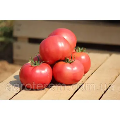 HAPYNET / ХЕПІНЕТ