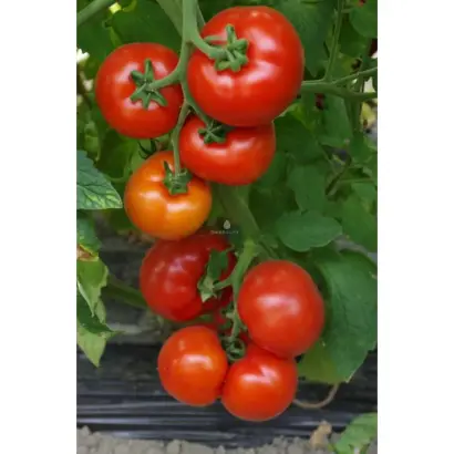 Herdon F1 / Хердон F1