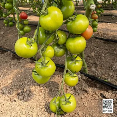 Hibachi / Хібачі