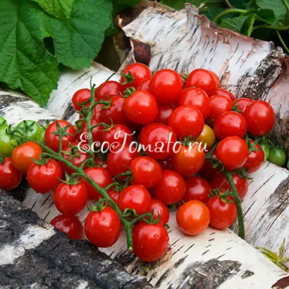 Juanita / Хуаніта