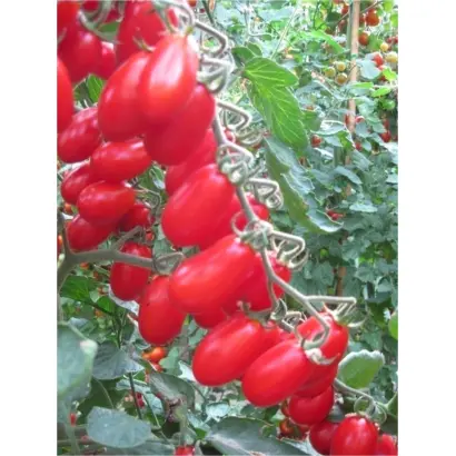 Zuccherino / Цуккеріно