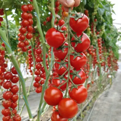 CHEREZA / ЧЕРЕЗА