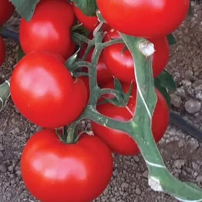 CHIMGAN / Чимган