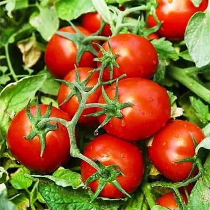 Chibli F1 / Чіблі F1