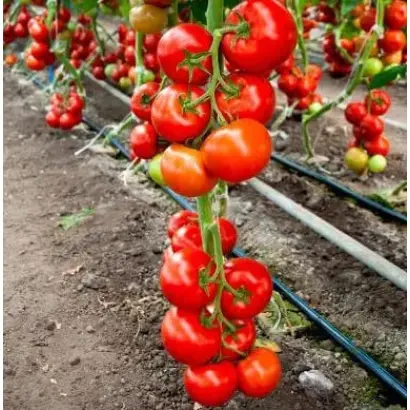 Cinto F1 / Чінто F1