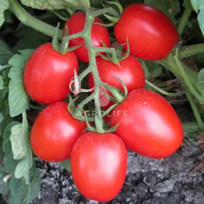 Shkiper F1 / Шкіпер F1