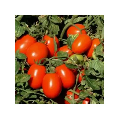 UG 8168 F1 / Юджі 8168 F1