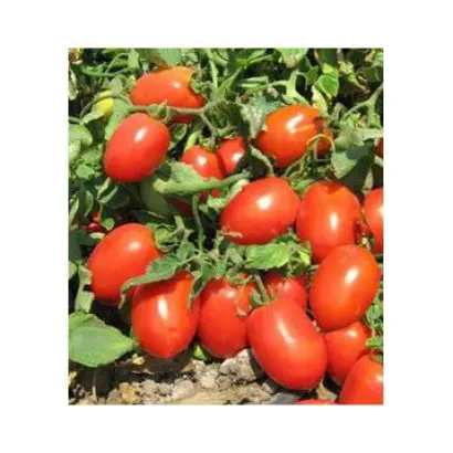 Unirex F1 / Юнірекс F1