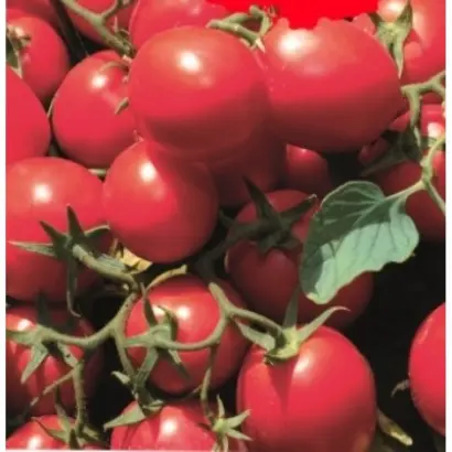 JAG 8810 / ЯГ 8810