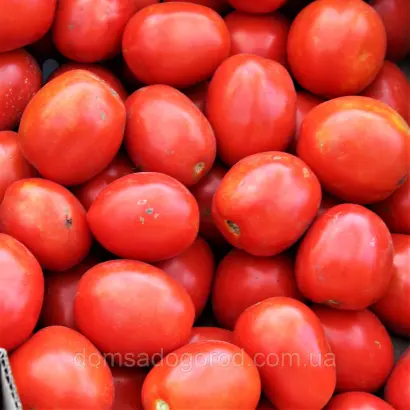 Yaqui F1 / Яки F1