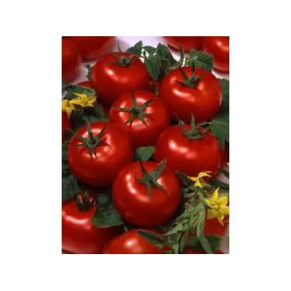 Avrelyi F1 / Аврелий F1