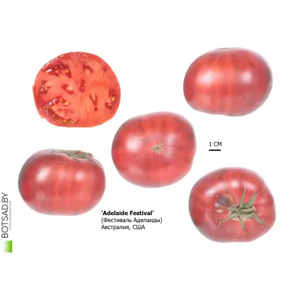 Adelaide F1 / Аделаїда F1