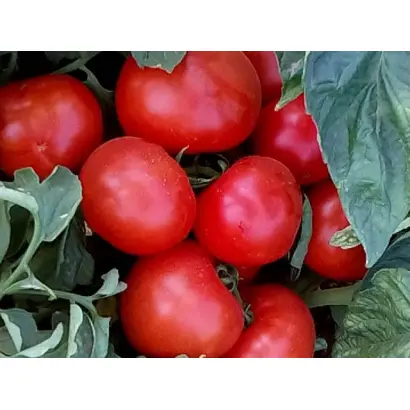 Ayvaz 331 / Айваз 331