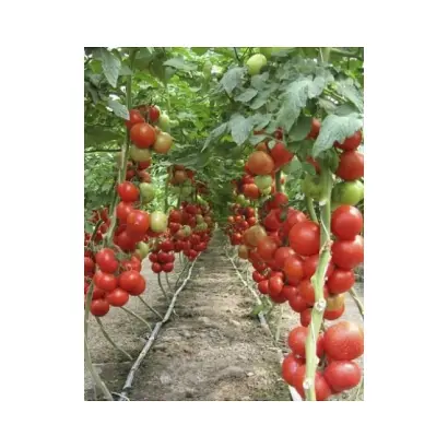 Ivanhoe RZ F1 / Айвенго РЗ F1