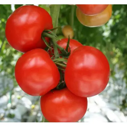 Alambra F1 / Аламбра F1