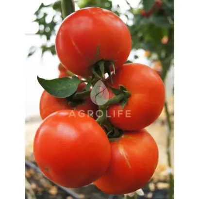 Alexsia F1 / Алексія F1