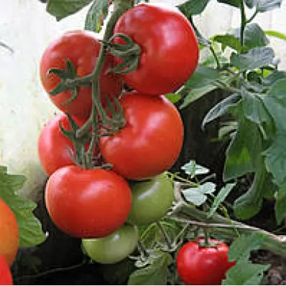 Alindi 811 / Алінді 811