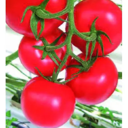 Altess / Алтесс