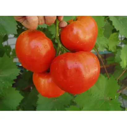 Aliance F1 / Альянс F1