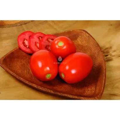 Angel MС F1 / Ангел MC F1