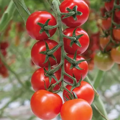 Annatefka / Аннатефка