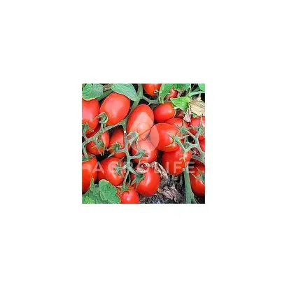 Artix F1 / Артікс F1