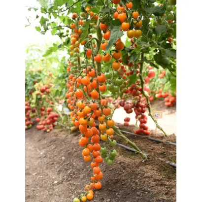 Арфа F1 / Арфа F1