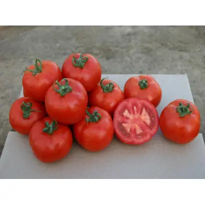 Astona F1 / Астона F1