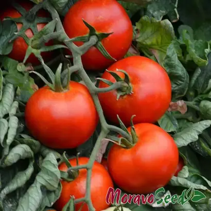 Ateron / Атерон