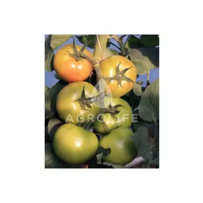 Afamia / Афамія