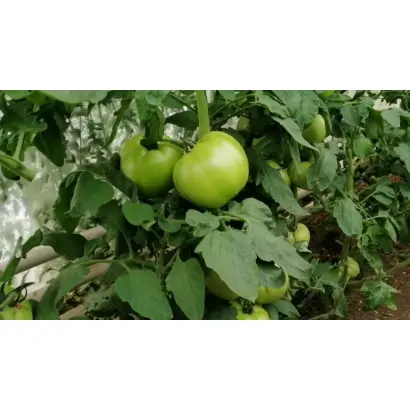 Balancan / Баланкан