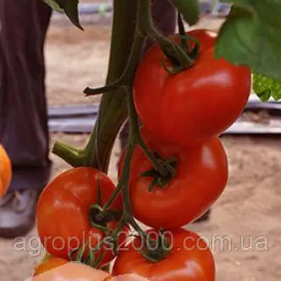 Барвинок F1 / Барвінок F1