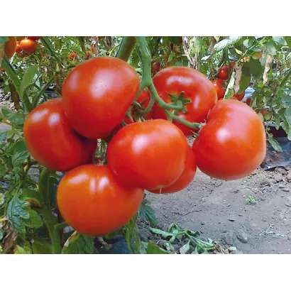 Belfast / Белфаст