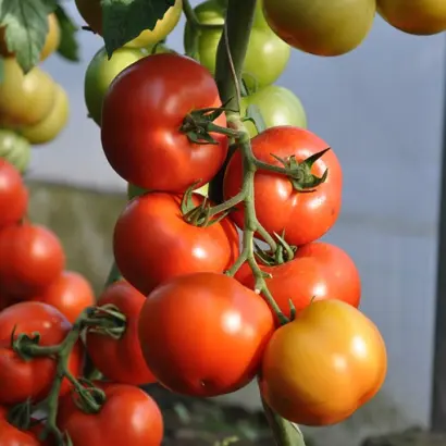 Beril F1 / Беріл F1