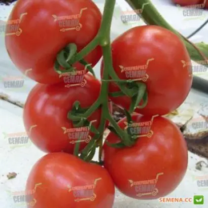 Bizarr F1 / Бізар F1