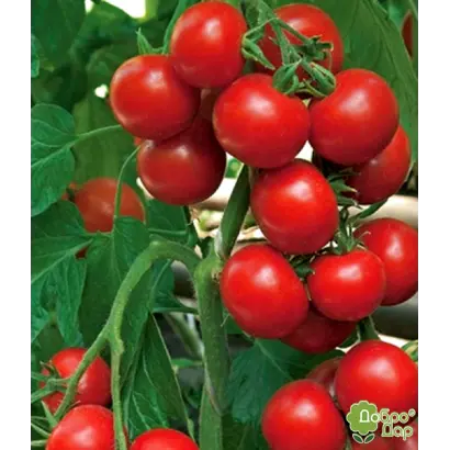 Богун F1 / Богун F1