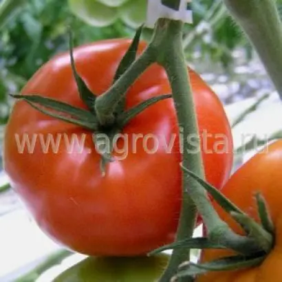 Bomax / Бомакс