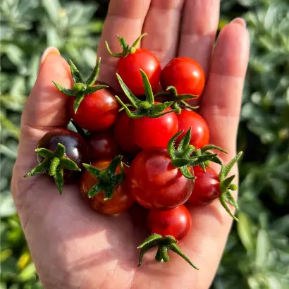 Борівський