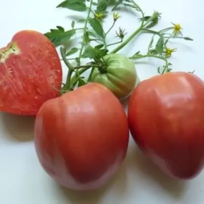 Боян (Златка) / Боян