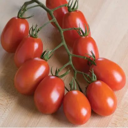 Veron F1 / Верон F1