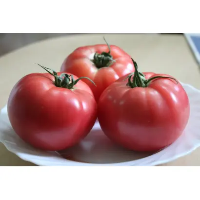 Вивиа F1 / Вівіа F1