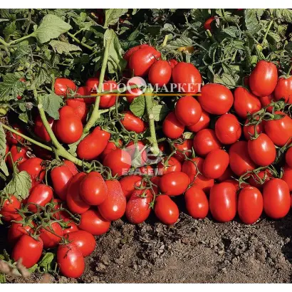 Volume F1 / Волюм F1