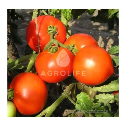 Hector F1 / Гектор F1