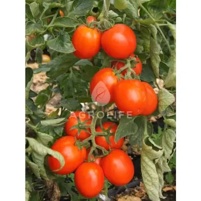 Dual Plus F1 / Дуєл Плас F1